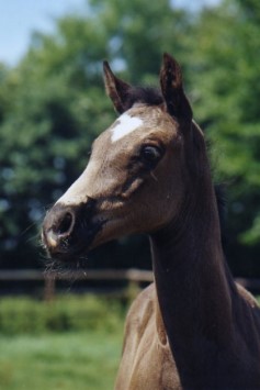 Proud Solitaire